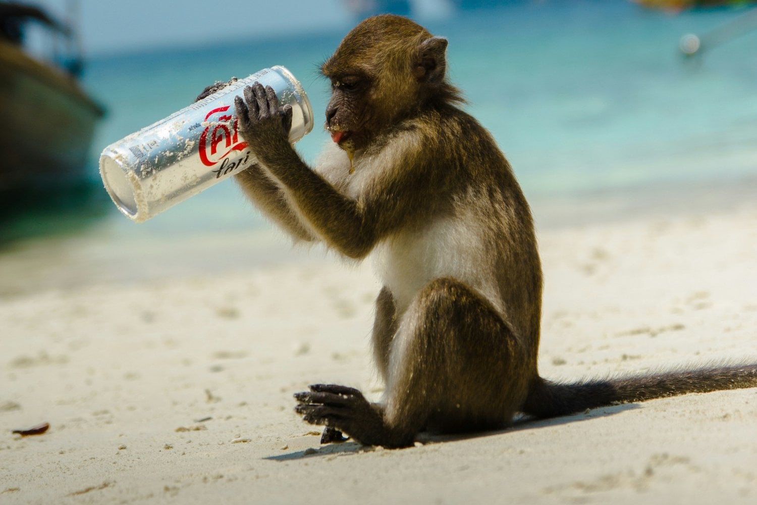 Mono Tomando Gaseosa