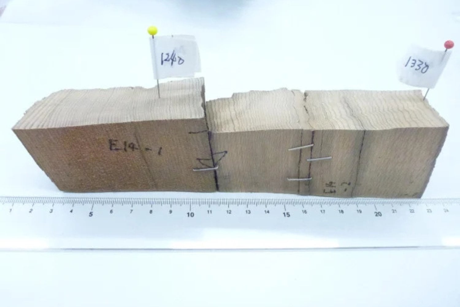 Muestras Arbol Asunaro