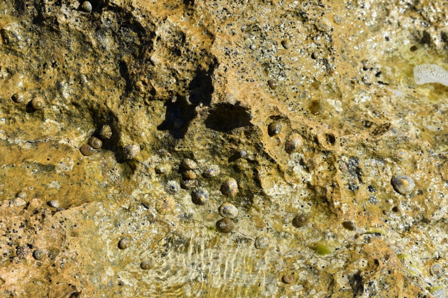 Los neandertales no solo iban a la costa: sabían exactamente cuándo hacerlo. Un descubrimiento en Murcia revela una estrategia marina sorprendentemente sofisticada hace 115.000 años