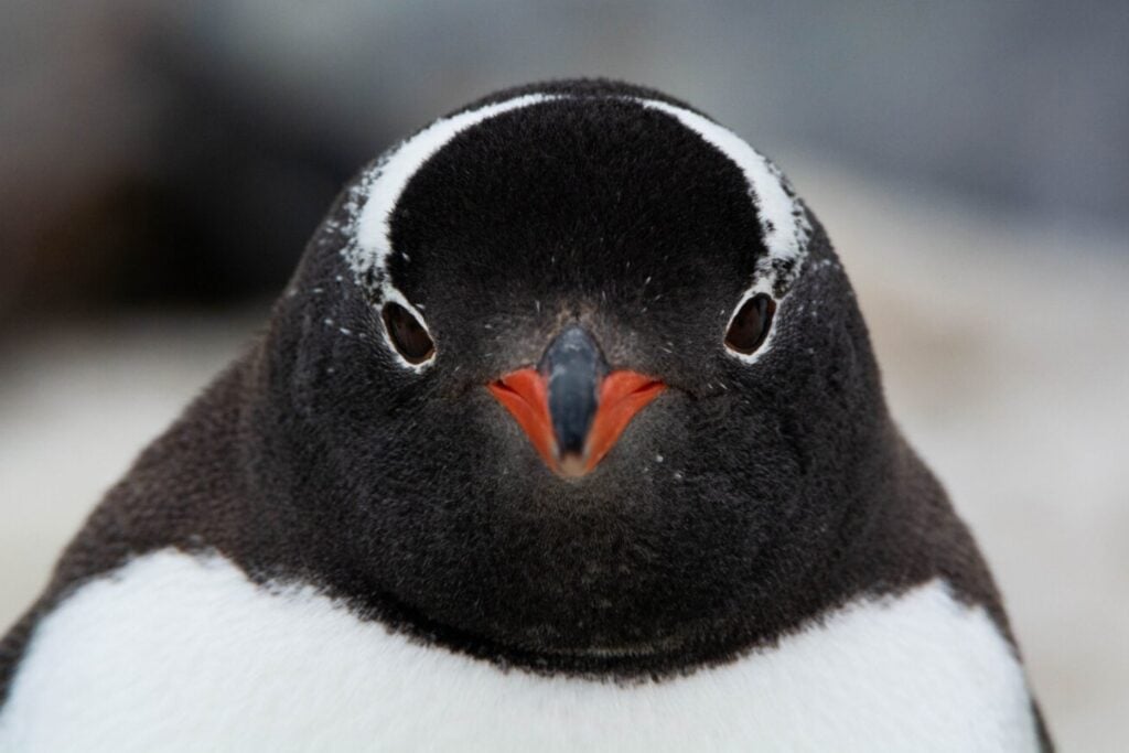 Científicos descubren una nueva especie de pingüino en la Antártica por primera vez en más de 100 años. El hallazgo revela que los pingüinos papúa ocultaban una división genética que nadie había logrado confirmar
