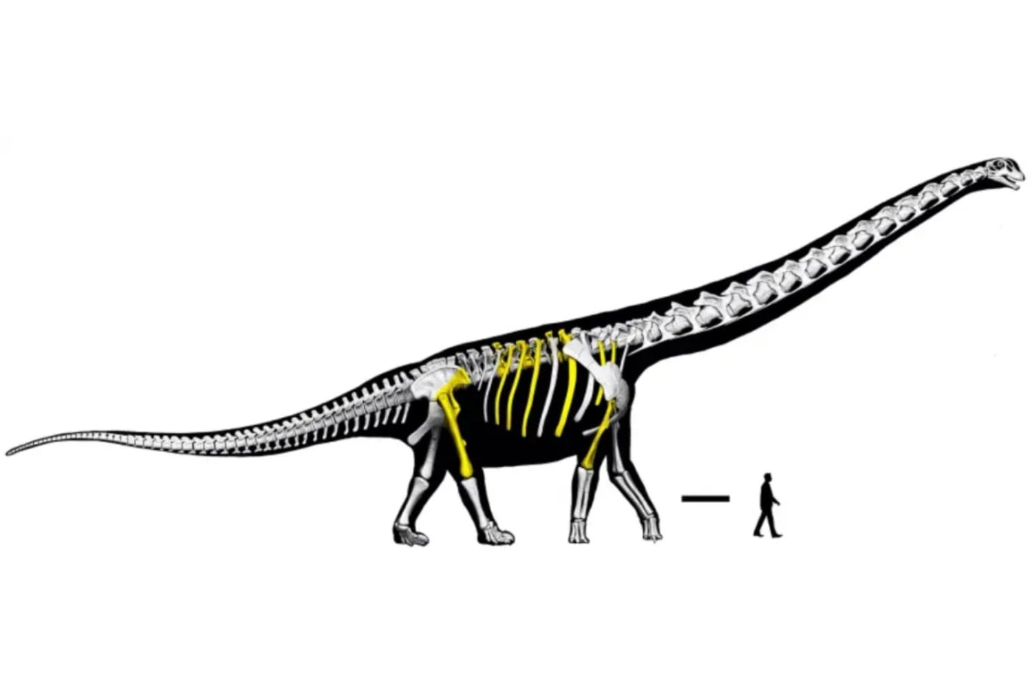 Encontraron unos huesos junto a un estanque en Tailandia y terminaron identificando al mayor dinosaurio descubierto en el Sudeste Asiático. El “último titán” vivió millones de años antes del T. rex