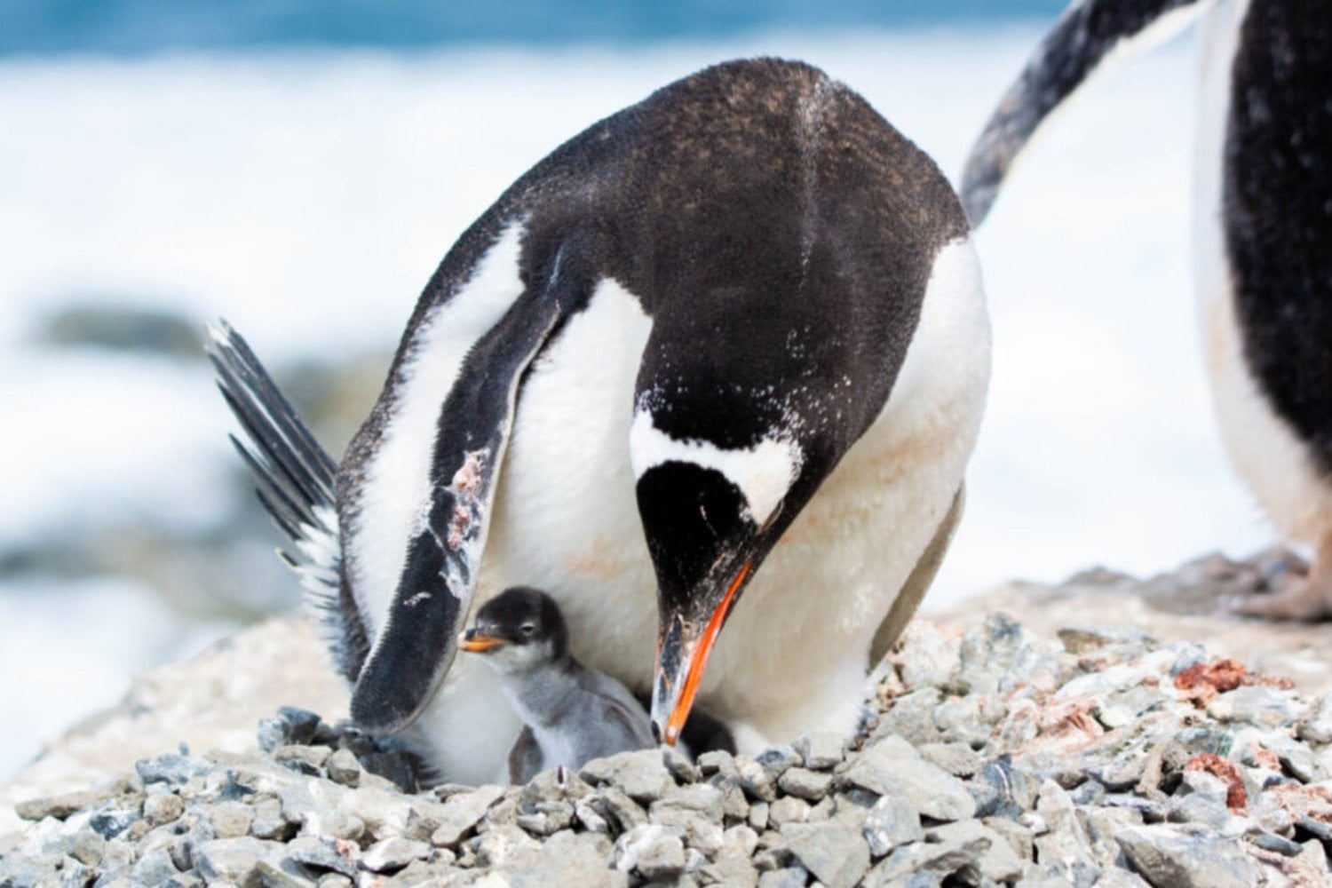 Científicos descubren una nueva especie de pingüino en la Antártica por primera vez en más de 100 años. El hallazgo revela que los pingüinos papúa ocultaban una división genética que nadie había logrado confirmar