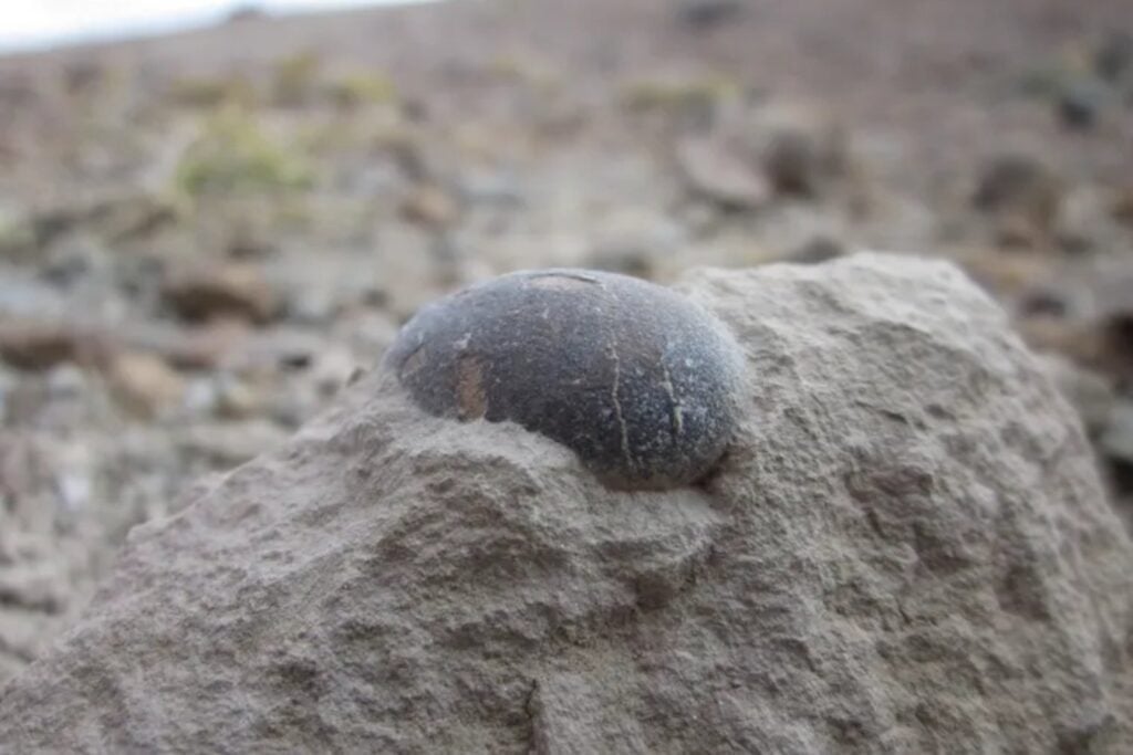 Descubren en el sur de Francia un gigantesco campo de nidificación de hace 76 millones de años con cientos de huevos de dinosaurio perfectamente conservados. Lo fascinante es que los científicos creen que bajo tierra podrían permanecer enterrados millones de fósiles todavía intactos