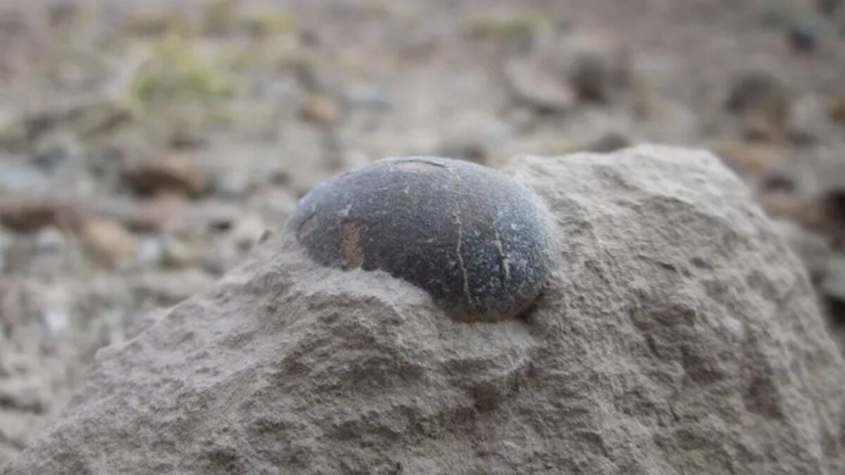 Descubren en el sur de Francia un gigantesco campo de nidificación de hace 76 millones de años con cientos de huevos de dinosaurio perfectamente conservados. Lo fascinante es que los científicos creen que bajo tierra podrían permanecer...