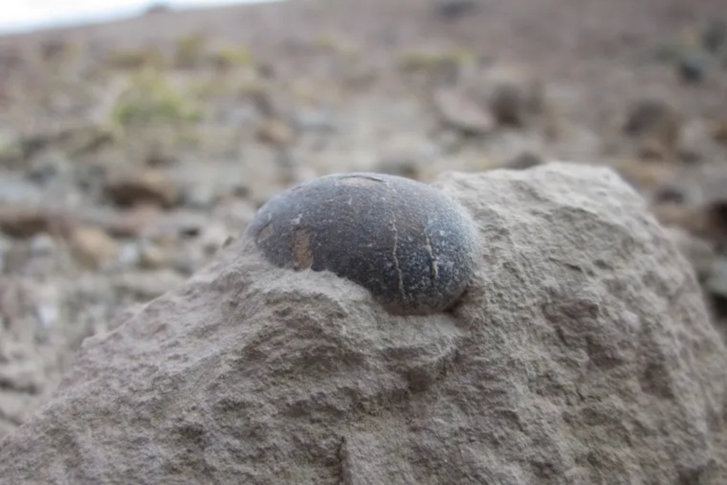Descubren en el sur de Francia un gigantesco campo de nidificación de hace 76 millones de años con cientos de huevos de dinosaurio perfectamente conservados. Lo fascinante es que los científicos creen que bajo tierra podrían permanecer enterrados millones de fósiles todavía intactos