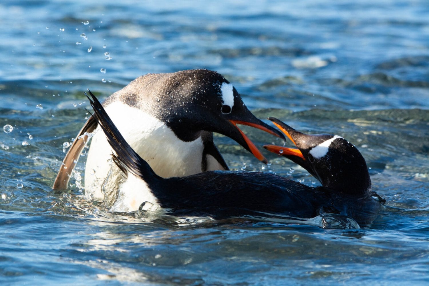 Científicos descubren una nueva especie de pingüino en la Antártica por primera vez en más de 100 años. El hallazgo revela que los pingüinos papúa ocultaban una división genética que nadie había logrado confirmar