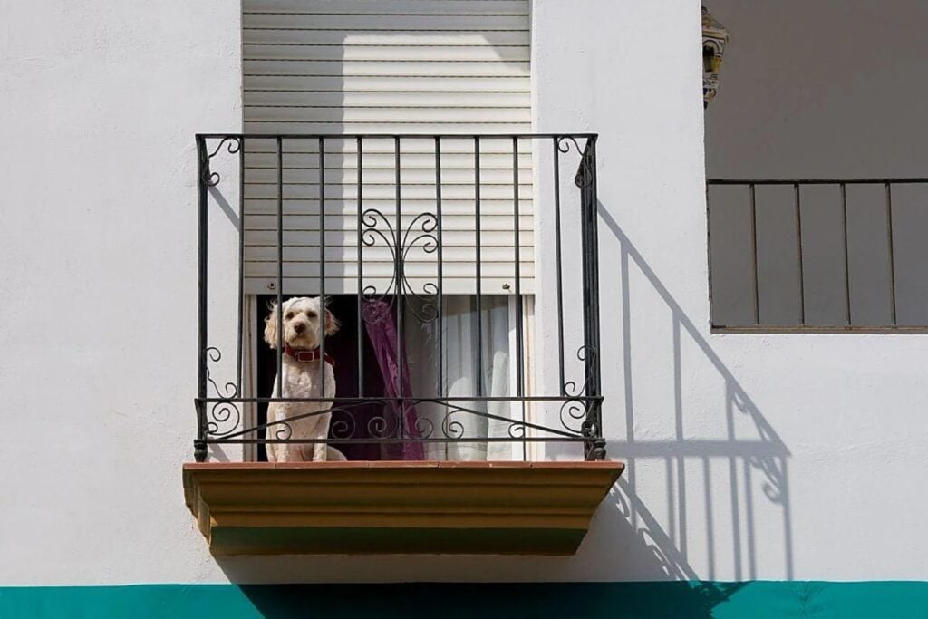 Durante años fue una práctica habitual en muchos hogares españoles. Ahora la Ley de Bienestar Animal prohíbe que perros y gatos vivan de forma permanente en balcones, terrazas o azoteas