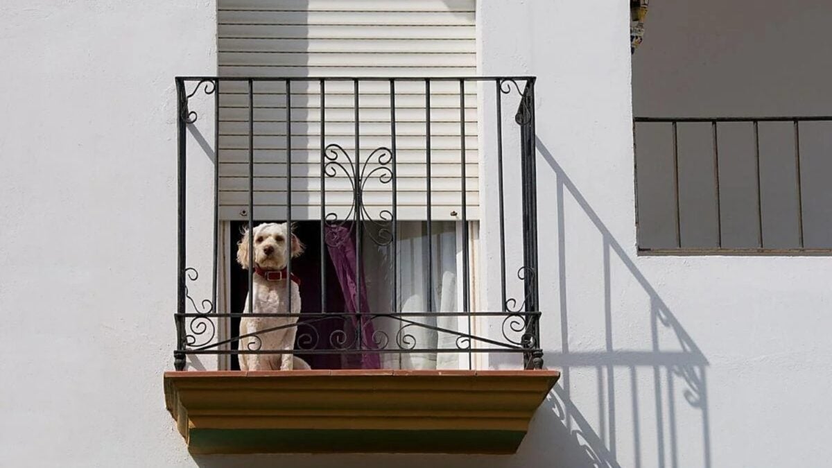 Durante años fue una práctica habitual en muchos hogares españoles. Ahora la Ley de Bienestar Animal prohíbe que perros y gatos vivan de forma permanente en balcones, terrazas o azoteas