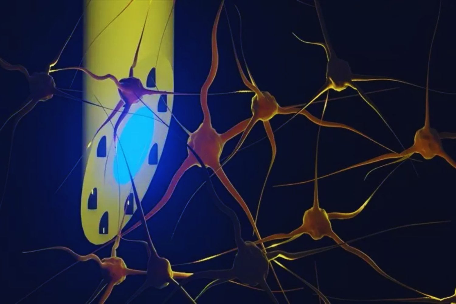 Durante décadas intentamos tratar el cerebro con fármacos y estimulación externa. Ahora unos científicos han conseguido algo mucho más radical: crear “bypass” neuronales conectando células específicas como si fueran cables biológicos