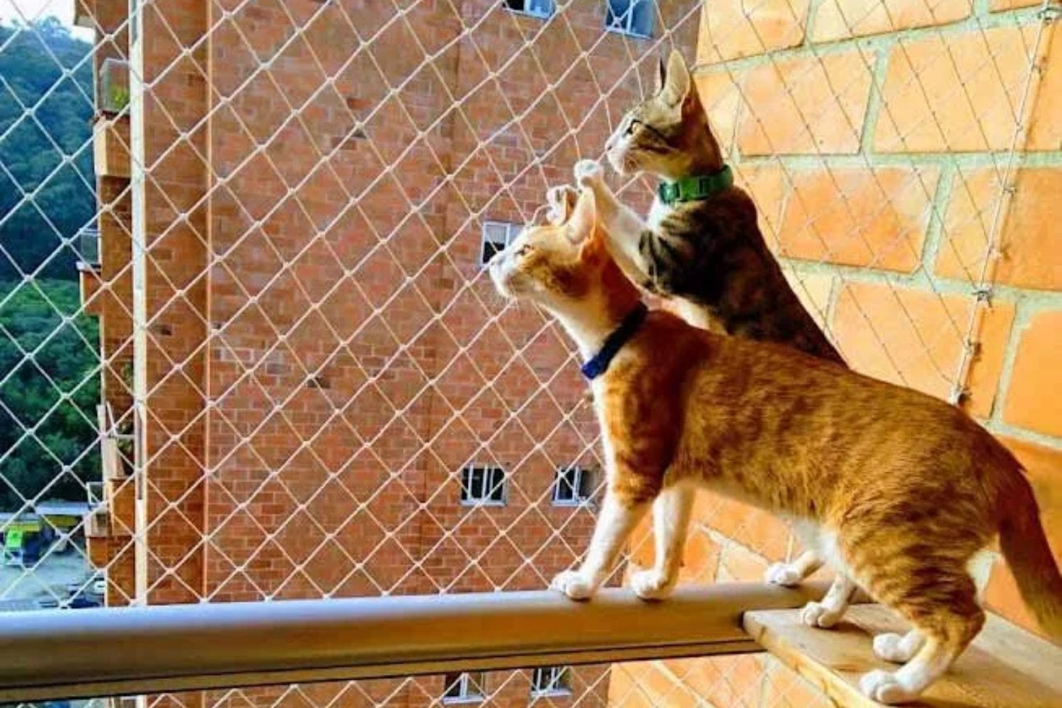 Durante años fue una práctica habitual en muchos hogares españoles. Ahora la Ley de Bienestar Animal prohíbe que perros y gatos vivan de forma permanente en balcones, terrazas o azoteas