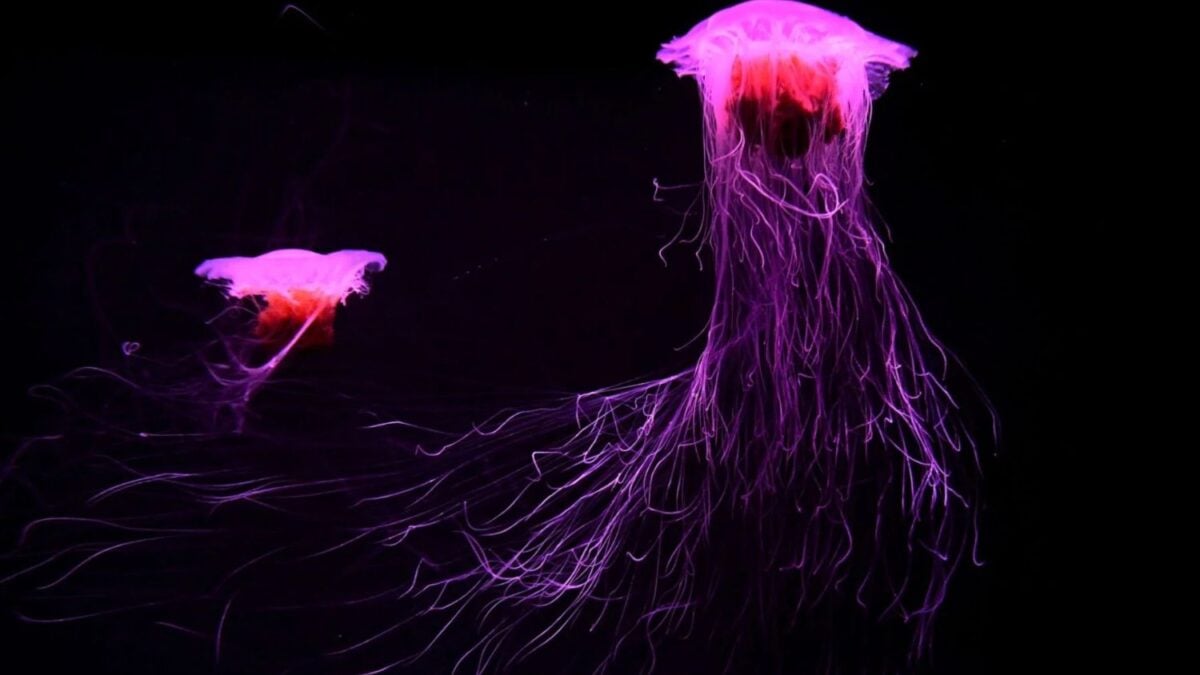 Descubren un nuevo uso extrañamente útil para las medusas atrapadas en las redes de pesca