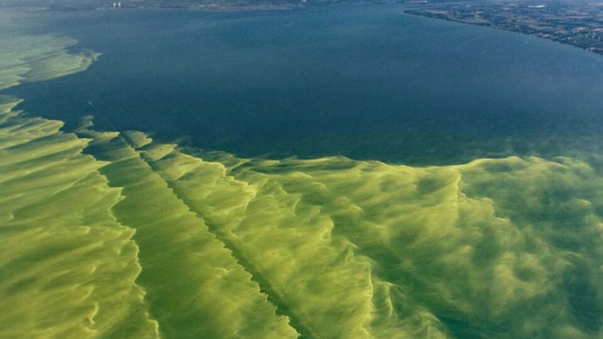 Hay una mortal “sopa de toxinas” prohibidas que da vueltas por el lago Erie