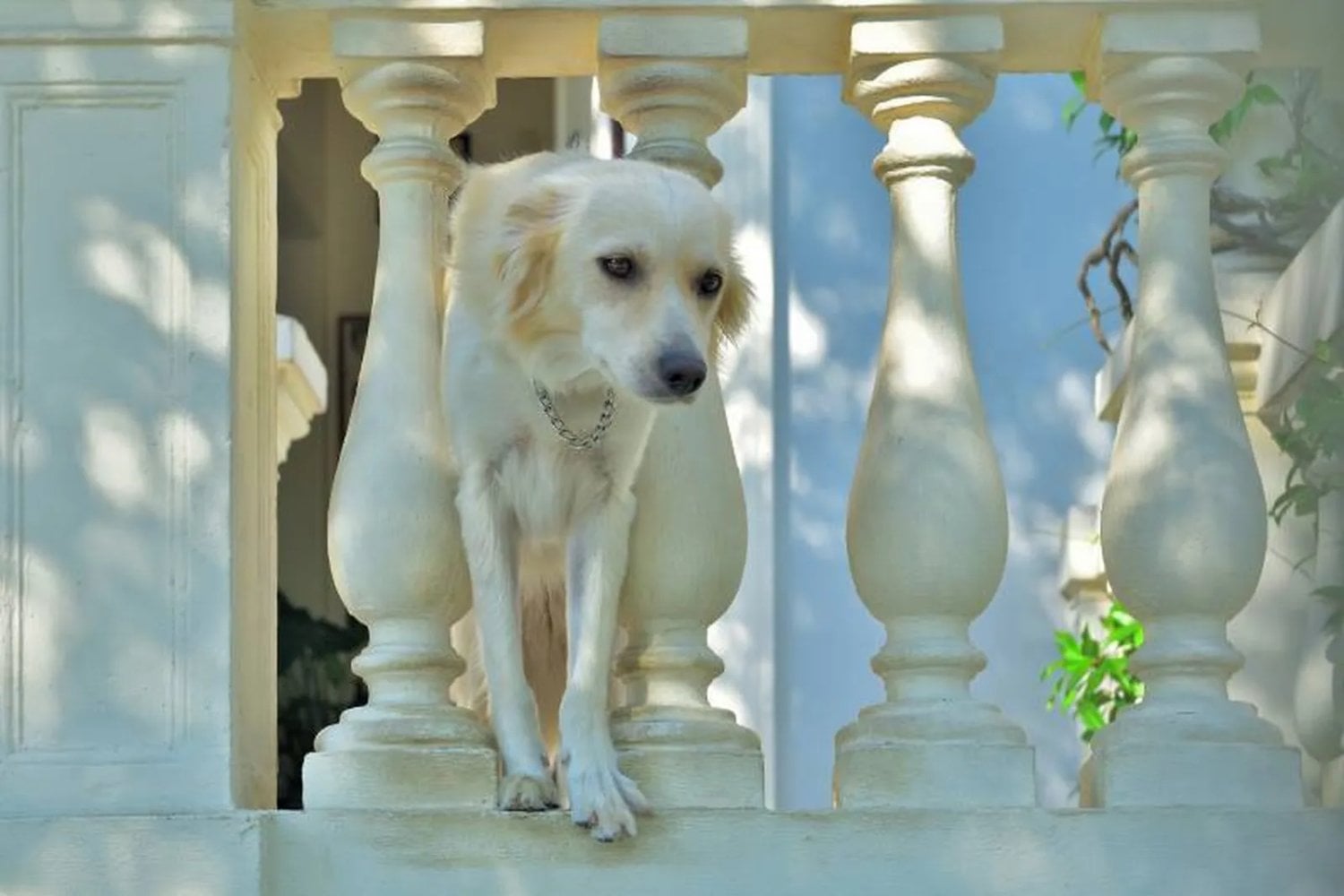 Durante años fue una práctica habitual en muchos hogares españoles. Ahora la Ley de Bienestar Animal prohíbe que perros y gatos vivan de forma permanente en balcones, terrazas o azoteas
