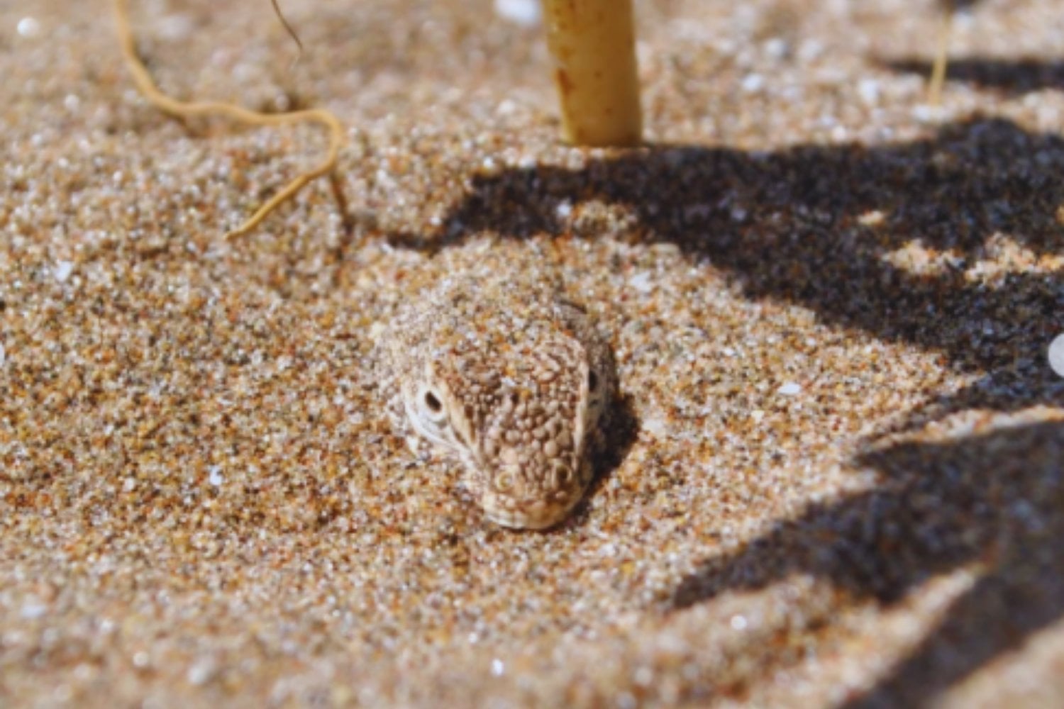Sobrevivieron desde la era de los dinosaurios y resistieron millones de años de cambios en la Tierra. Ahora unas pequeñas lagartijas de Yucatán podrían desaparecer por culpa del calor extremo