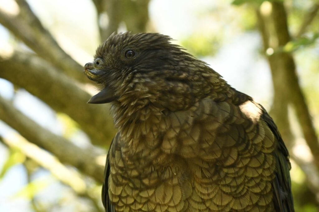 Nadie apostaría por un loro sin medio pico para liderar una bandada en la naturaleza. Bruce hizo exactamente eso y su caso está obligando a la ciencia a replantear cómo funciona la ventaja y la adaptación en los animales