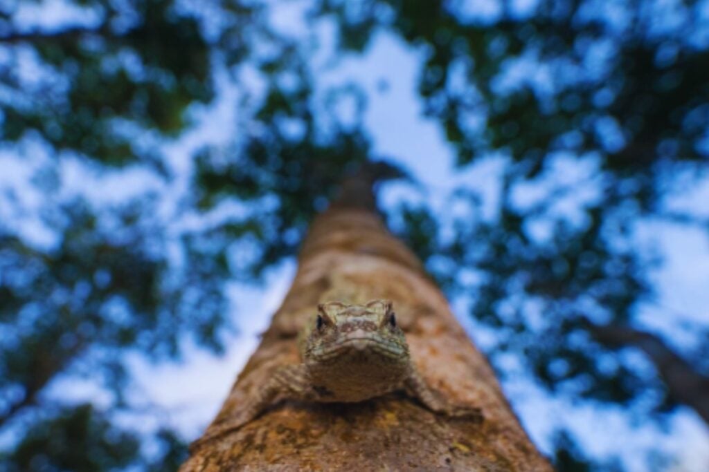Sobrevivieron desde la era de los dinosaurios y resistieron millones de años de cambios en la Tierra. Ahora unas pequeñas lagartijas de Yucatán podrían desaparecer por culpa del calor extremo