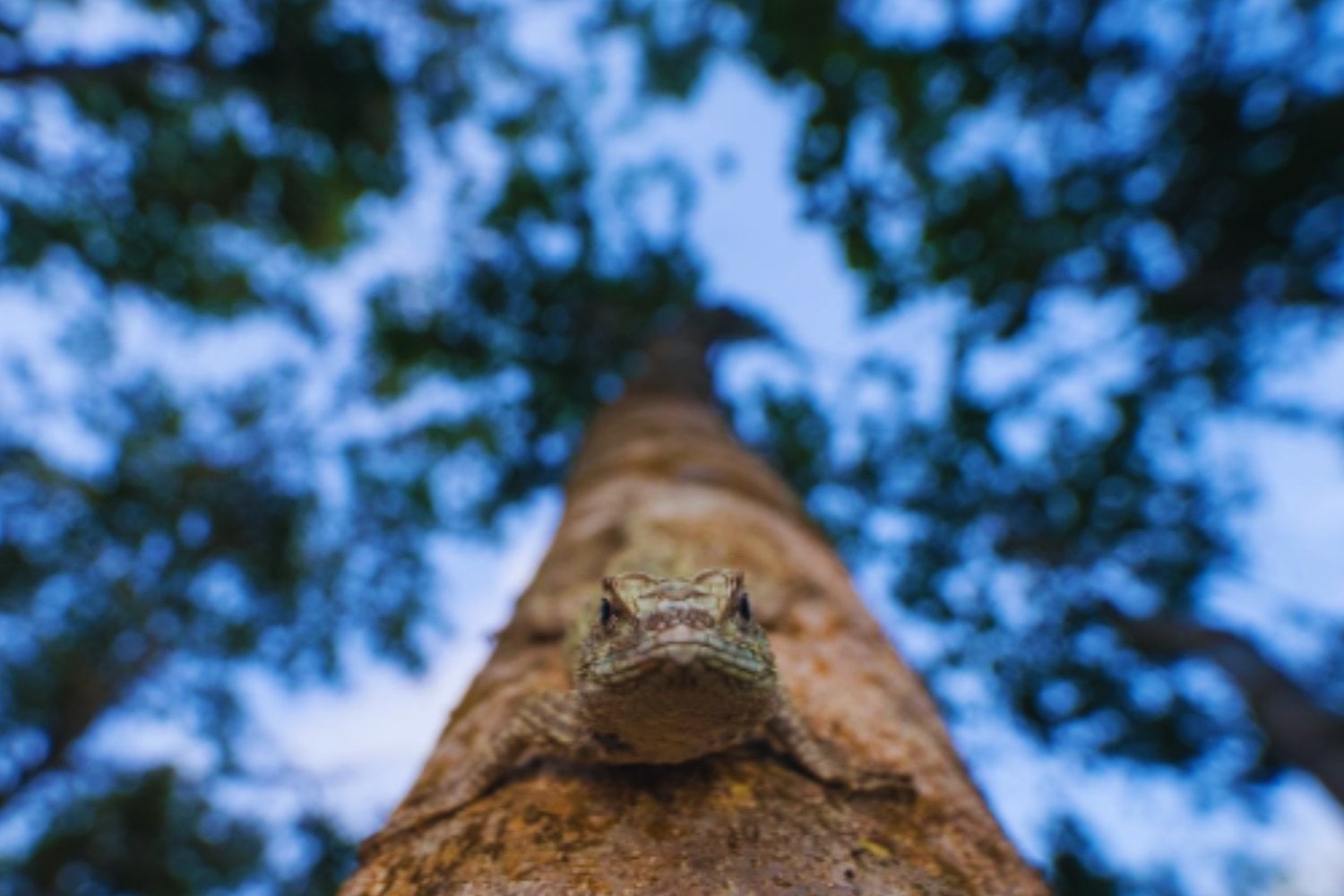 Sobrevivieron desde la era de los dinosaurios y resistieron millones de años de cambios en la Tierra. Ahora unas pequeñas lagartijas de Yucatán podrían desaparecer por culpa del calor extremo