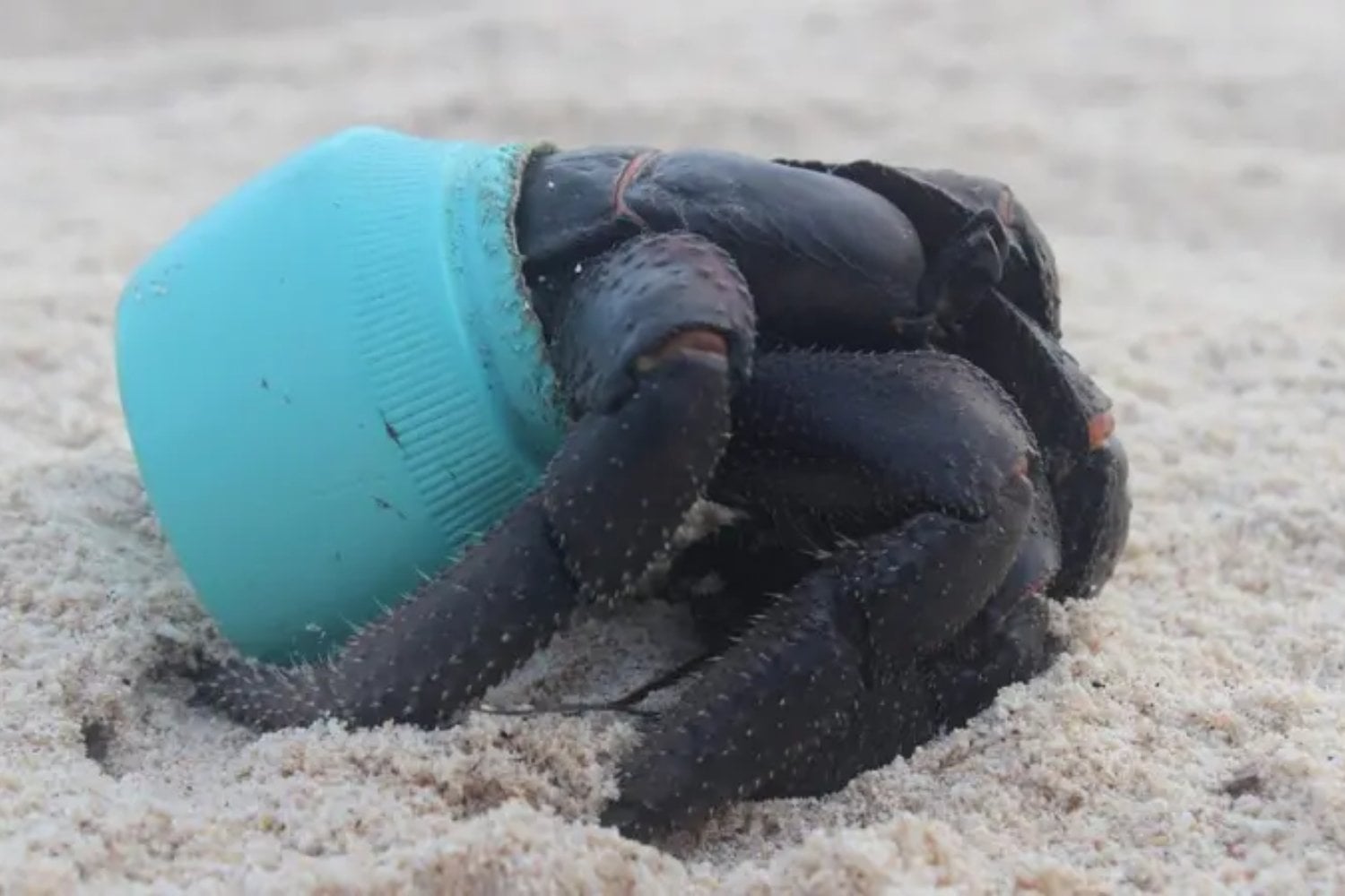 Henderson Island está a miles de kilómetros de cualquier gran ciudad y no tiene habitantes permanentes. Aun así, terminó convertida en uno de los lugares con más basura plástica del planeta