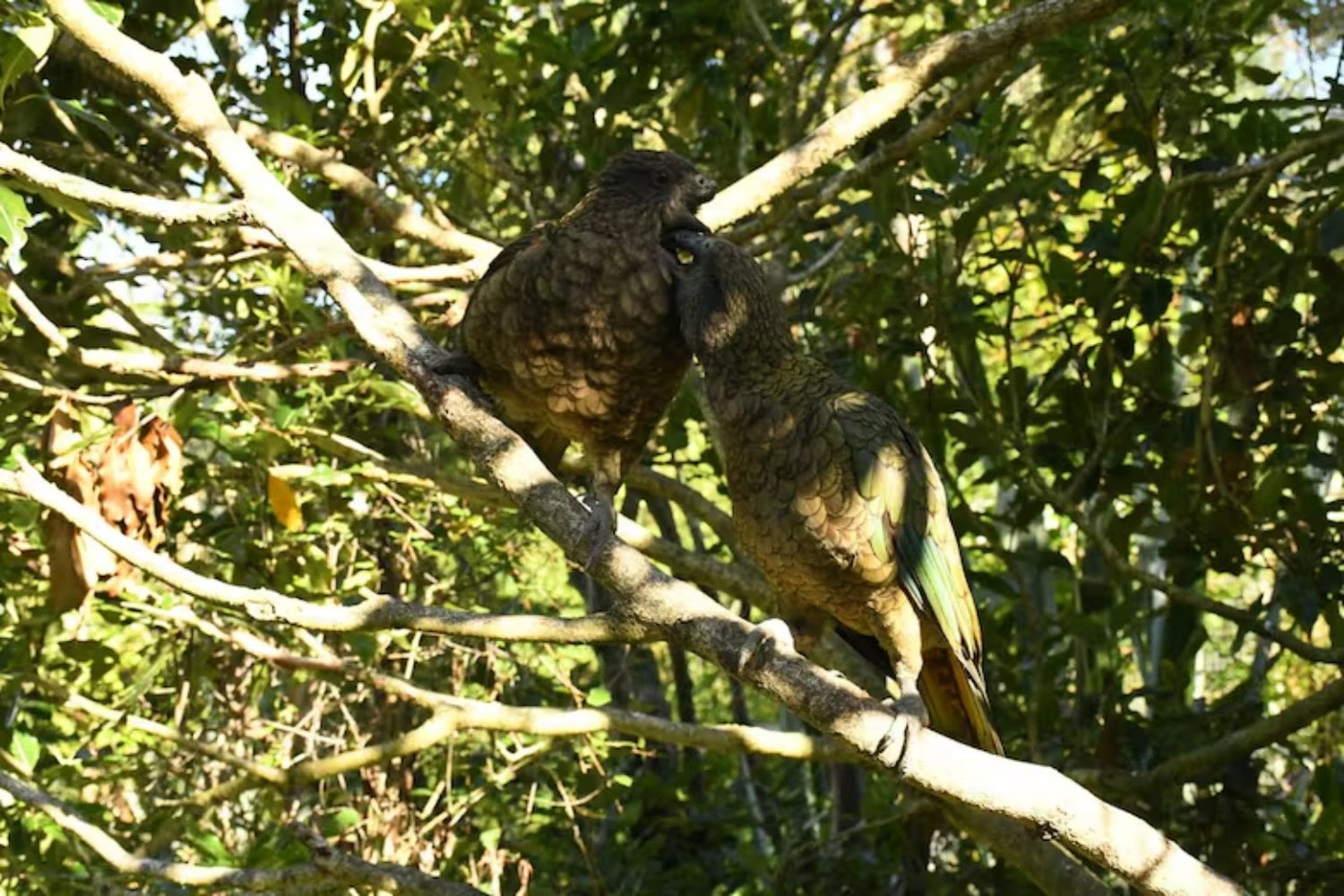 Nadie apostaría por un loro sin medio pico para liderar una bandada en la naturaleza. Bruce hizo exactamente eso y su caso está obligando a la ciencia a replantear cómo funciona la ventaja y la adaptación en los animales
