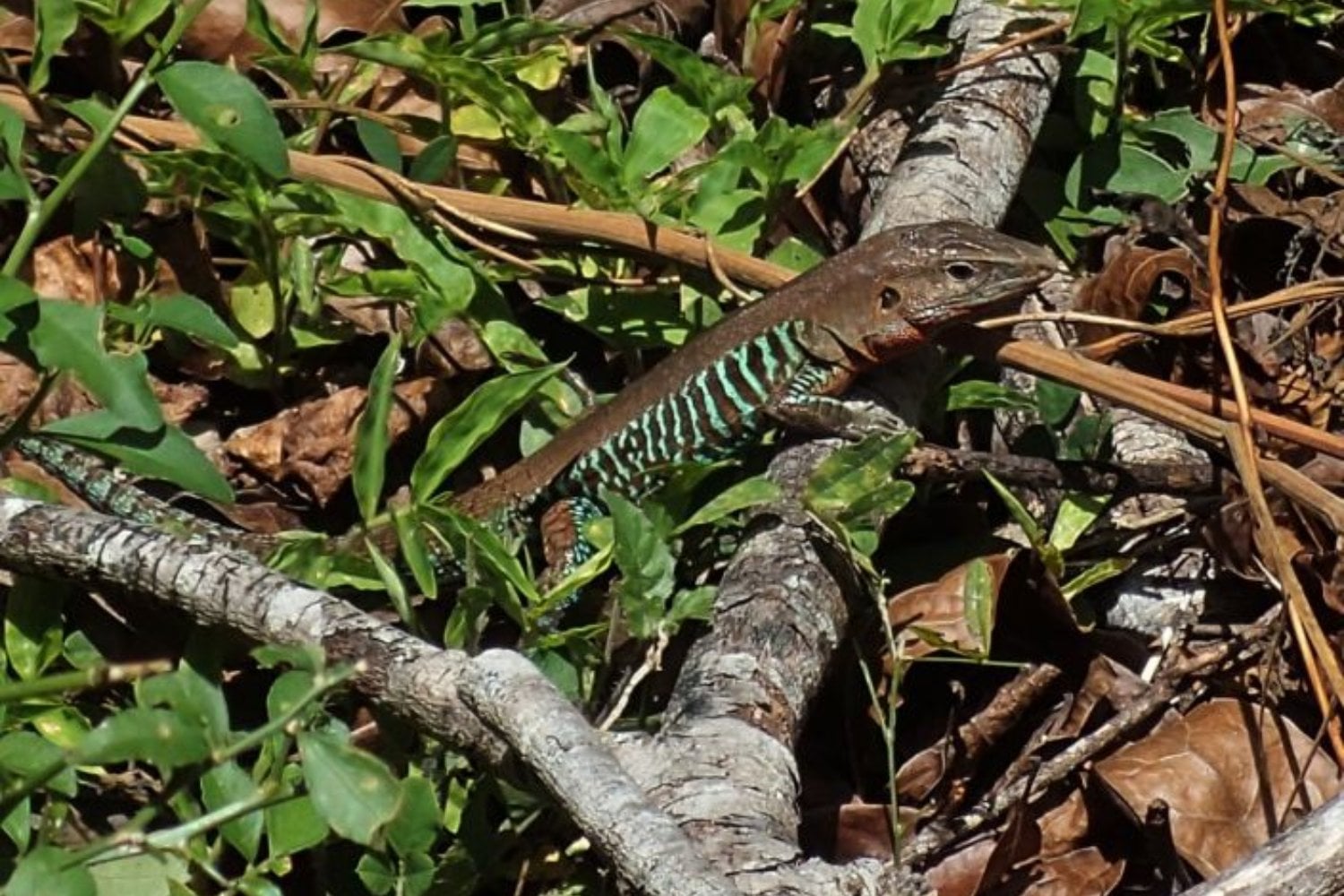 Sobrevivieron desde la era de los dinosaurios y resistieron millones de años de cambios en la Tierra. Ahora unas pequeñas lagartijas de Yucatán podrían desaparecer por culpa del calor extremo