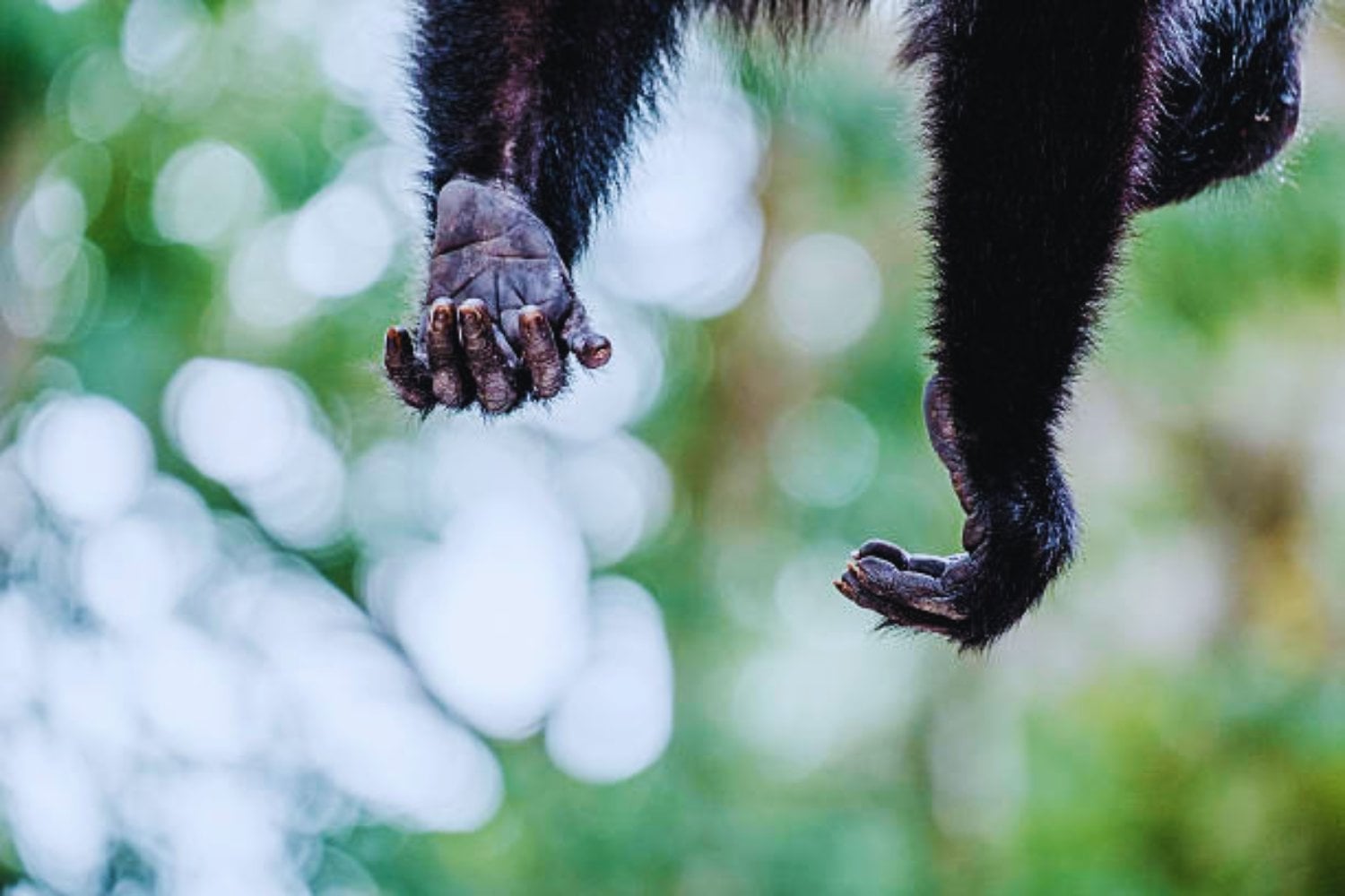 La mano humana moderna podría conservar una herencia mucho más simiesca de lo que imaginábamos. Un estudio anatómico sugiere que parte de nuestra muñeca nació para caminar sobre los nudillos