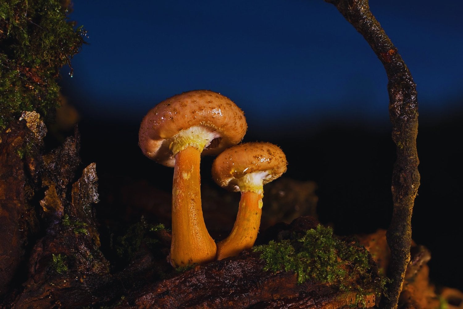 Científicos ya están creando madera viva que brilla sola gracias a hongos bioluminiscentes. El experimento podría transformar la iluminación urbana y reducir parte del consumo energético de las ciudades del futuro