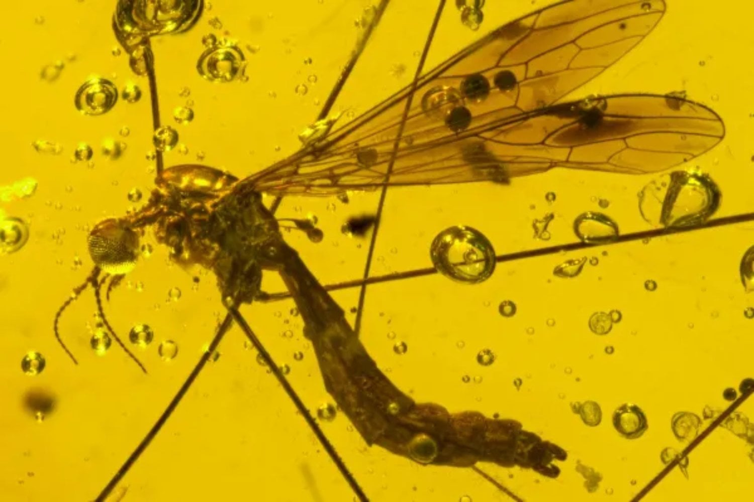 Una luciérnaga atrapada en ámbar desde hace 99 millones de años acaba de revelar algo extraordinario. Estos insectos ya brillaban en los bosques del Cretácico mientras los dinosaurios dominaban la Tierra