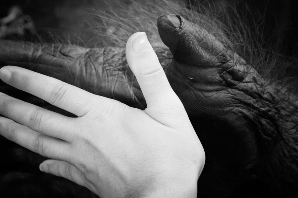 La mano humana moderna podría conservar una herencia mucho más simiesca de lo que imaginábamos. Un estudio anatómico sugiere que parte de nuestra muñeca nació para caminar sobre los nudillos