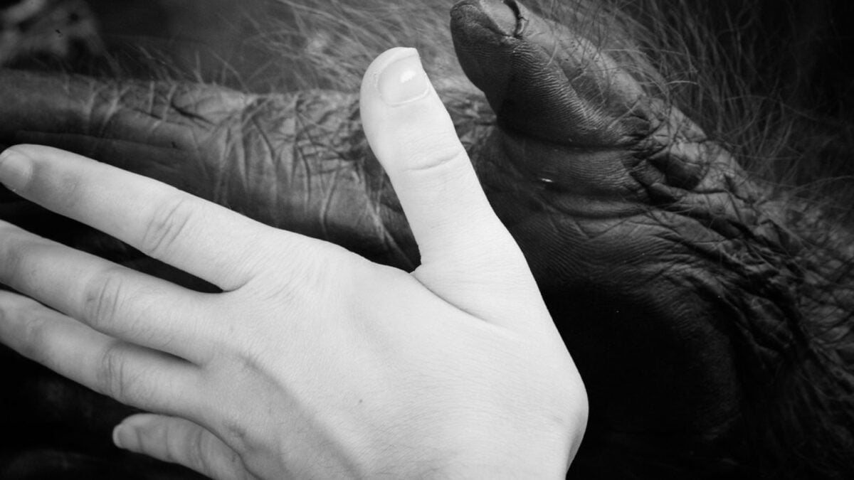 La mano humana moderna podría conservar una herencia mucho más simiesca de lo que imaginábamos. Un estudio anatómico sugiere que parte de nuestra muñeca nació para caminar sobre los nudillos