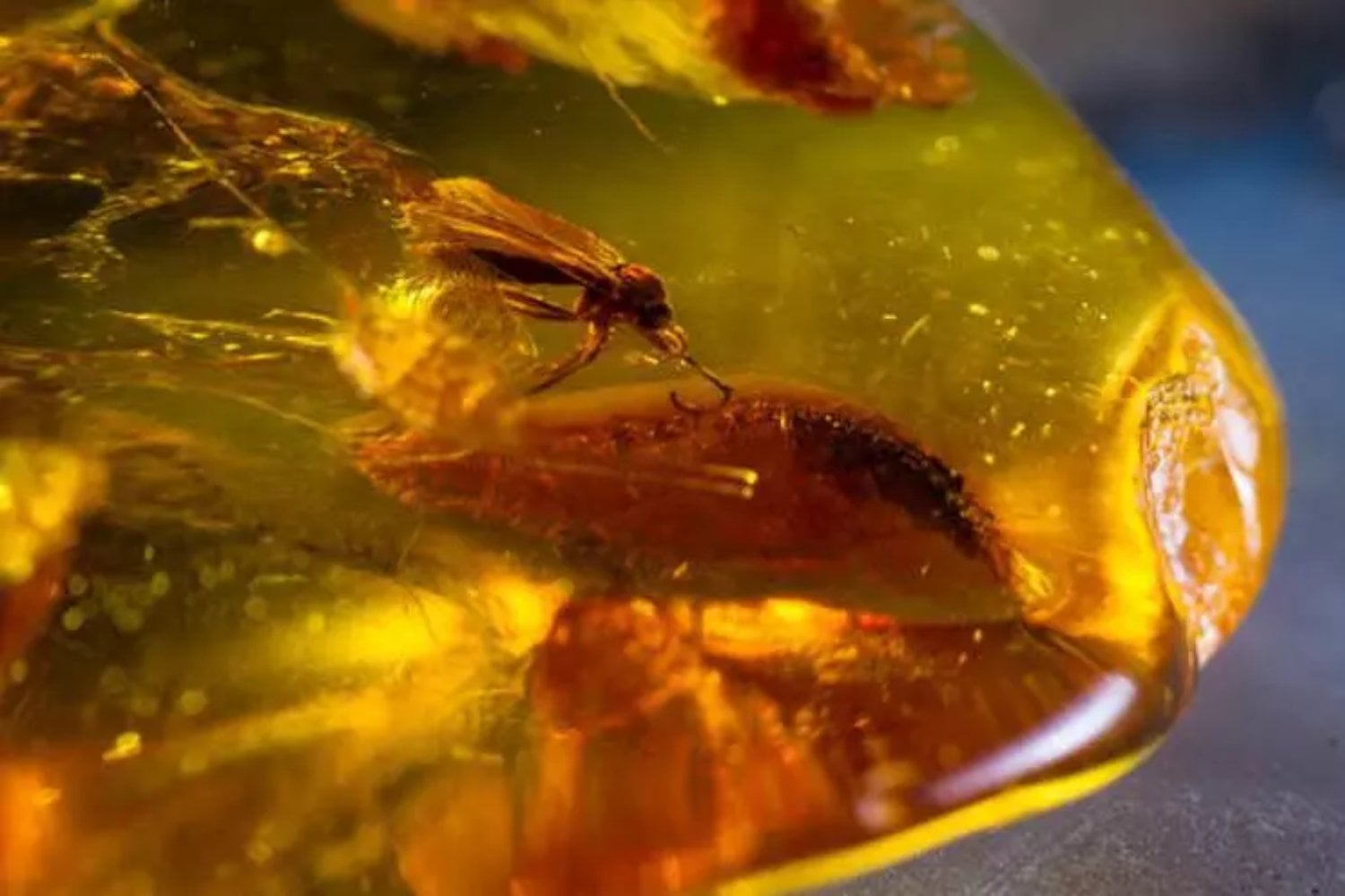 Una luciérnaga atrapada en ámbar desde hace 99 millones de años acaba de revelar algo extraordinario. Estos insectos ya brillaban en los bosques del Cretácico mientras los dinosaurios dominaban la Tierra