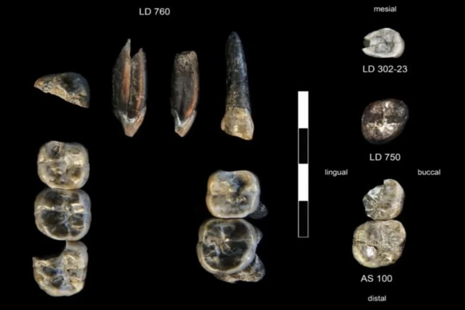 Arqueólogos encontraron 13 dientes fósiles que no pertenecen a ninguna especie humana conocida. El hallazgo podría revelar la existencia de un ancestro perdido que convivió con otros linajes hace más de dos millones de años