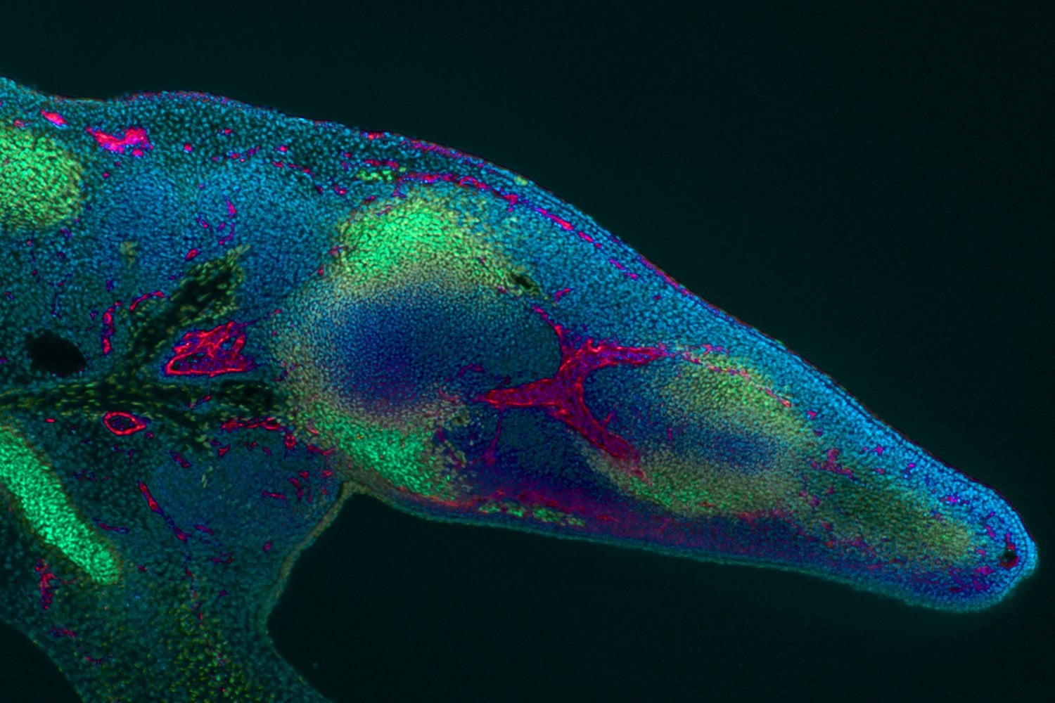 Los científicos creen haber encontrado una pista clave para algo que parecía imposible en humanos. Un nuevo experimento logró regenerar huesos, tendones y ligamentos activando mecanismos ocultos de curación