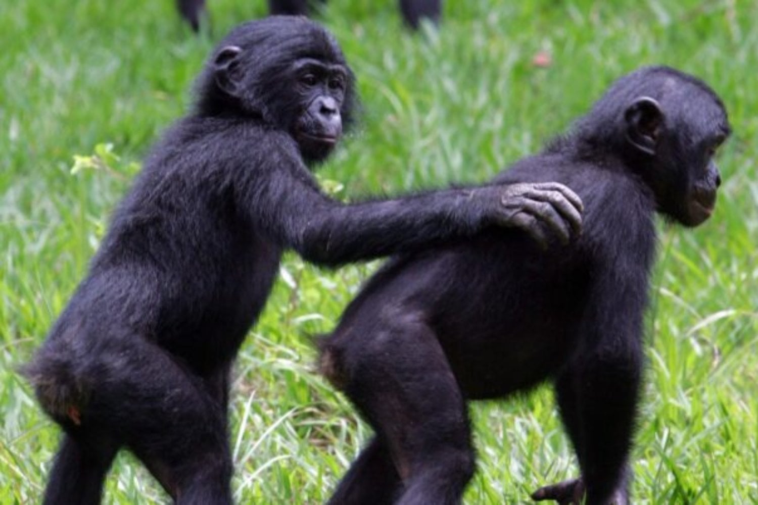 Científicos descubren que los primates que viven en sociedades más autoritarias prácticamente dejan de jugar cuando llegan a la adultez. El estudio sugiere que el miedo social puede borrar una conducta clave para cooperar y generar confianza
