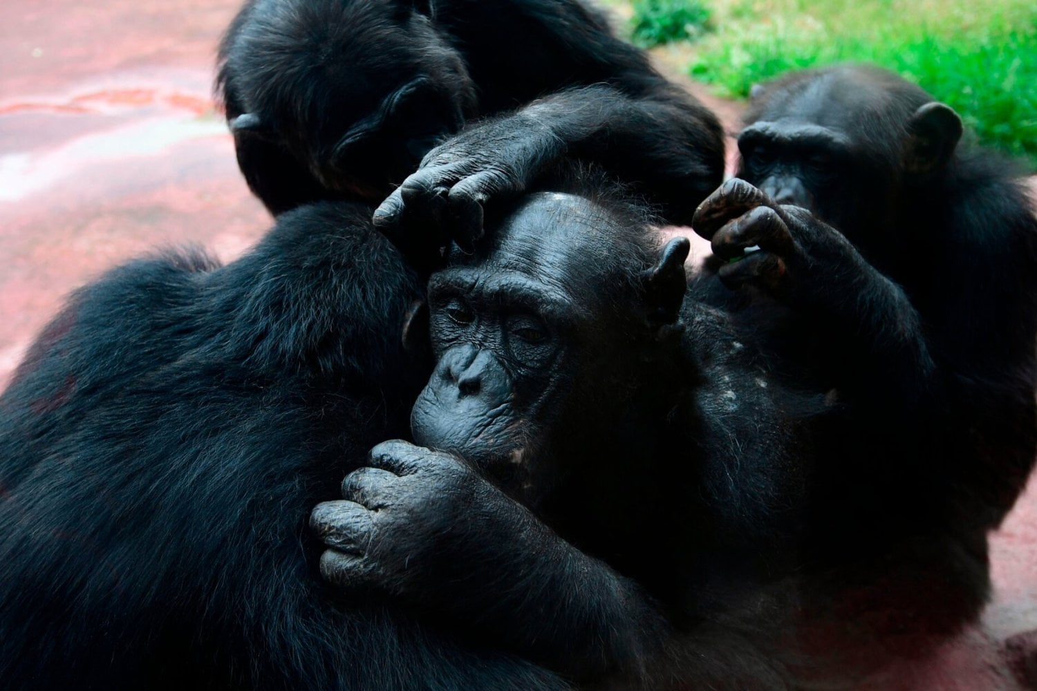 Científicos descubren que los primates que viven en sociedades más autoritarias prácticamente dejan de jugar cuando llegan a la adultez. El estudio sugiere que el miedo social puede borrar una conducta clave para cooperar y generar confianza