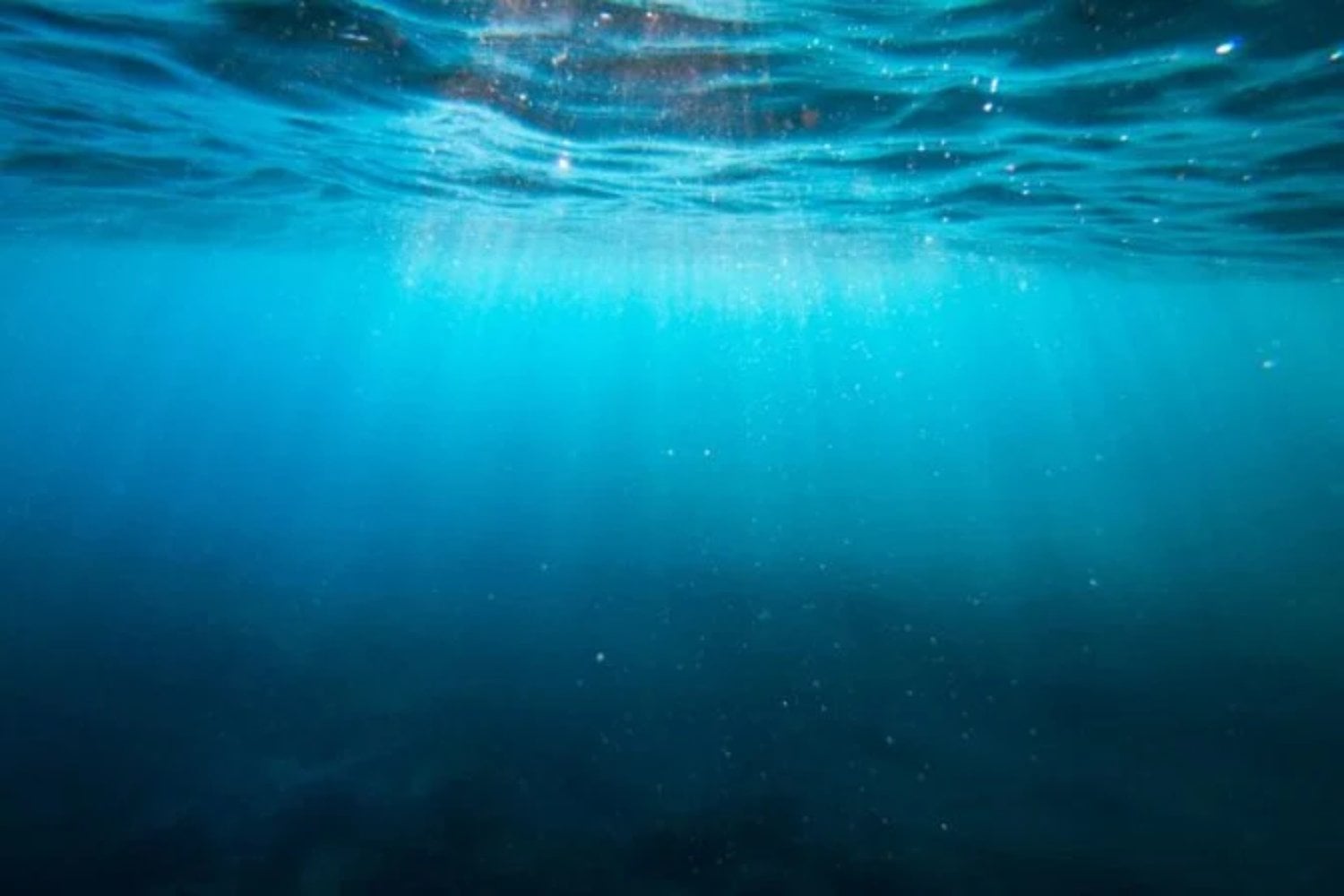 Científicos australianos exploraron el océano profundo utilizando ADN invisible suspendido en el agua. Entonces apareció el rastro de un monstruo marino que llevaba más de 25 años desaparecido de la región