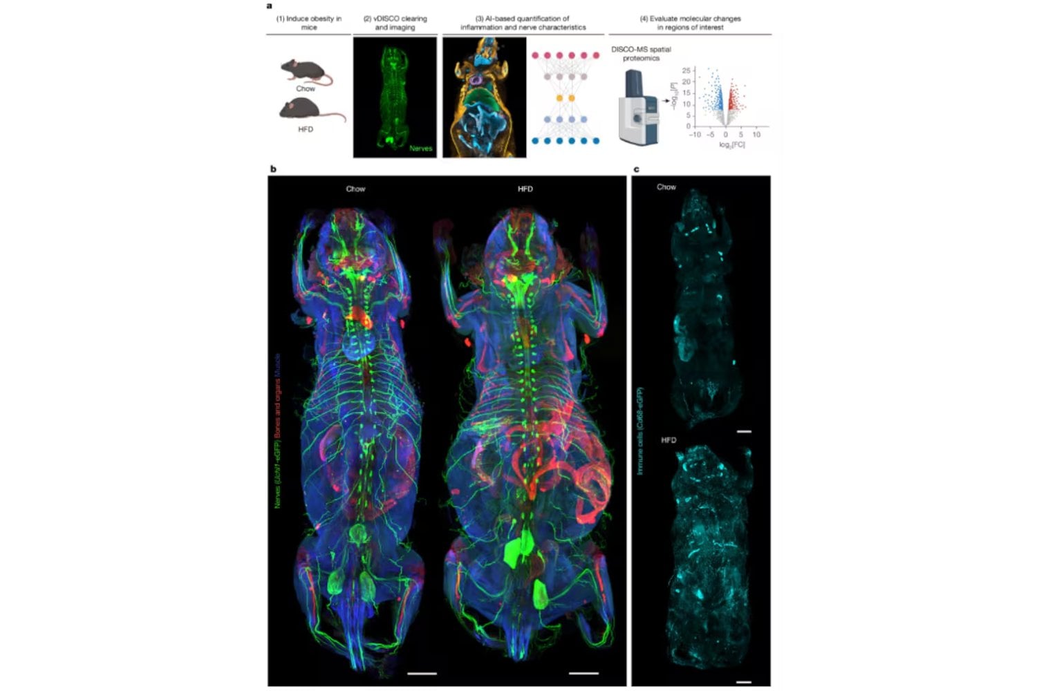 La medicina acaba de dar un paso hacia una especie de “Google Maps” microscópico del cuerpo humano. Una IA permite recorrer enfermedades completas desde el nivel de órganos hasta células individuales