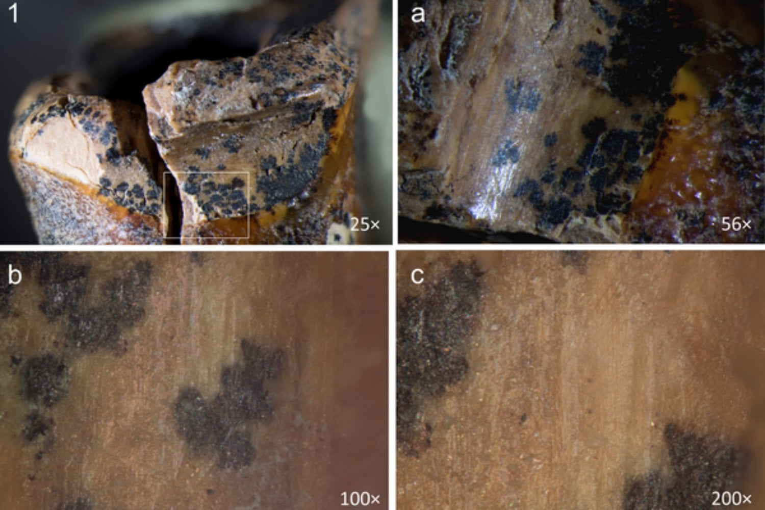 Un diente neandertal de hace 59.000 años hallado en Siberia acaba de cambiar la historia de la medicina humana. Todo indica que alguien perforó una caries con herramientas de piedra para aliviar un dolor insoportable