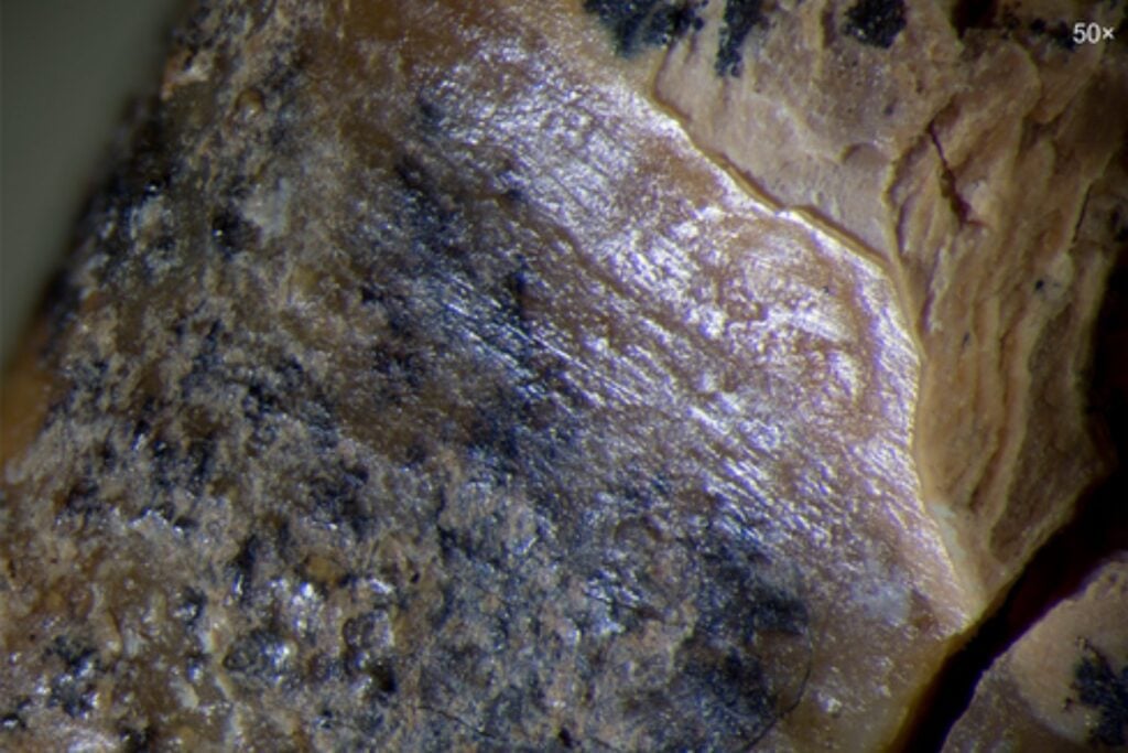 Un diente neandertal de hace 59.000 años hallado en Siberia acaba de cambiar la historia de la medicina humana. Todo indica que alguien perforó una caries con herramientas de piedra para aliviar un dolor insoportable