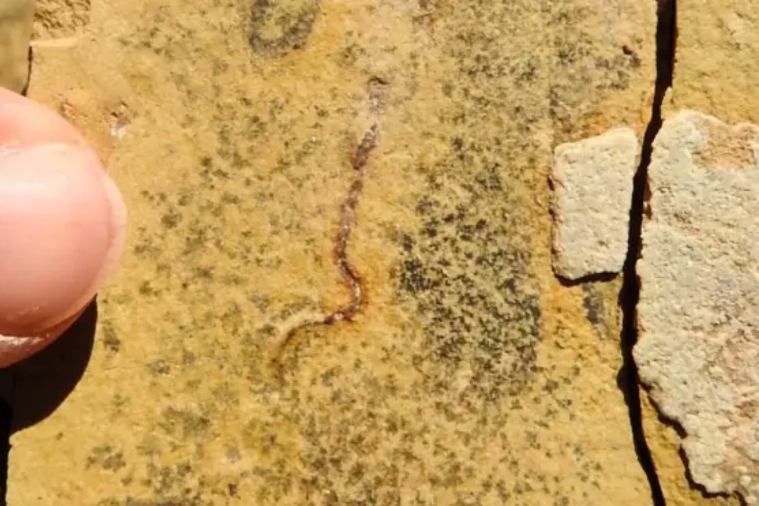 Unos fósiles de hace 540 millones de años podrían obligar a reescribir el origen de los primeros animales de la Tierra. Lo que parecían gusanos prehistóricos serían en realidad colonias de bacterias y algas