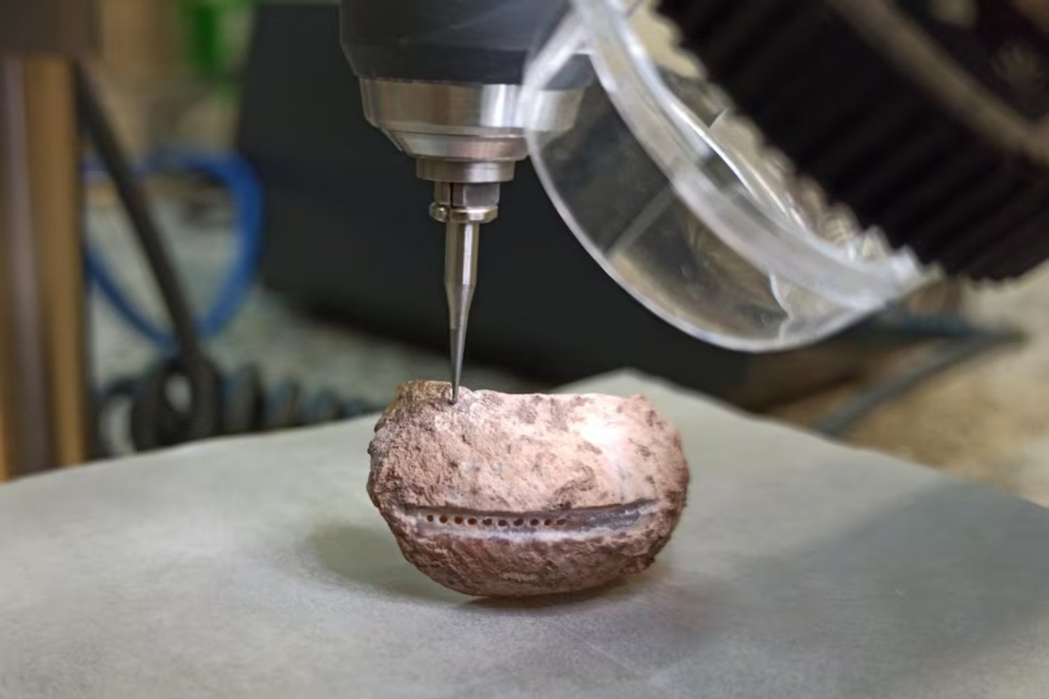 Los neandertales no solo iban a la costa: sabían exactamente cuándo hacerlo. Un descubrimiento en Murcia revela una estrategia marina sorprendentemente sofisticada hace 115.000 años