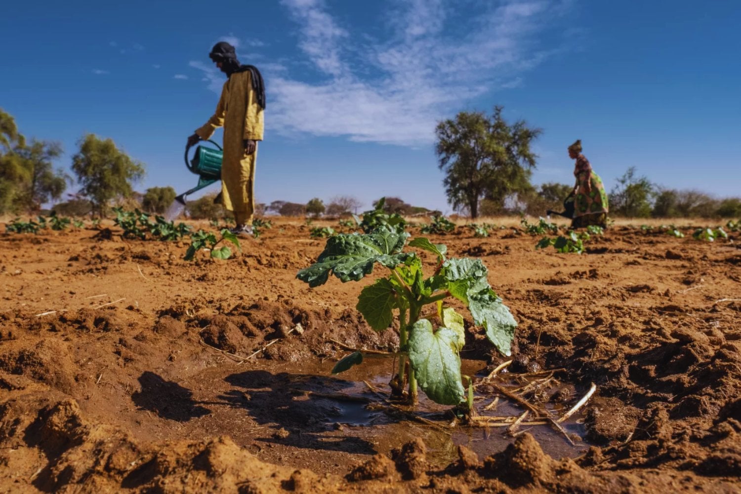 África quiso construir una muralla viva de 8.000 kilómetros para detener al Sahara. Dieciocho años después, el desierto sigue avanzando y el megaproyecto climático enfrenta una realidad mucho más dura de lo esperado
