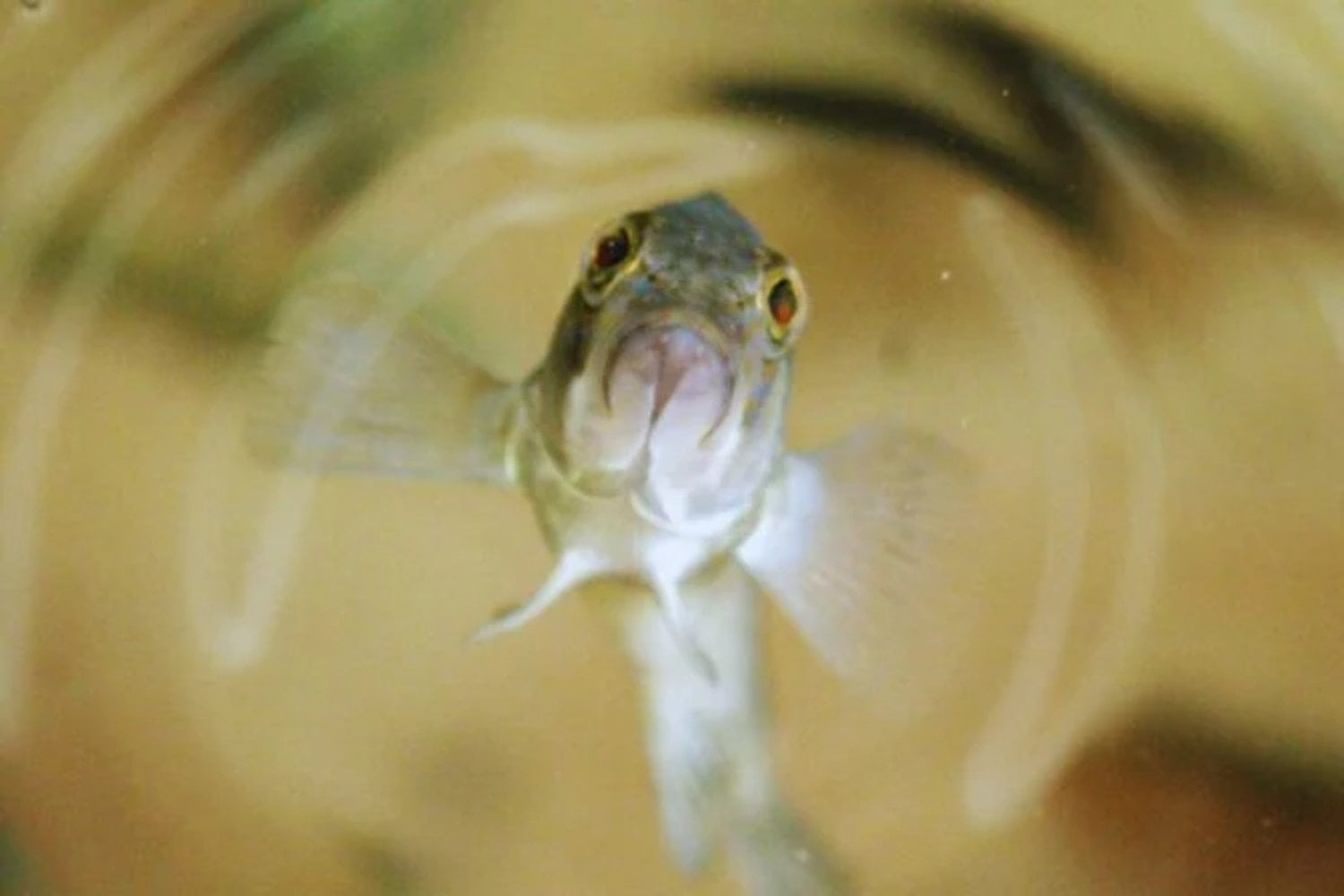 Los peces nunca desarrollaron pelo porque la evolución descubrió que eliminarlo era mucho más eficiente para sobrevivir bajo el agua. Su piel terminó convirtiéndose en una de las adaptaciones más sofisticadas del reino animal