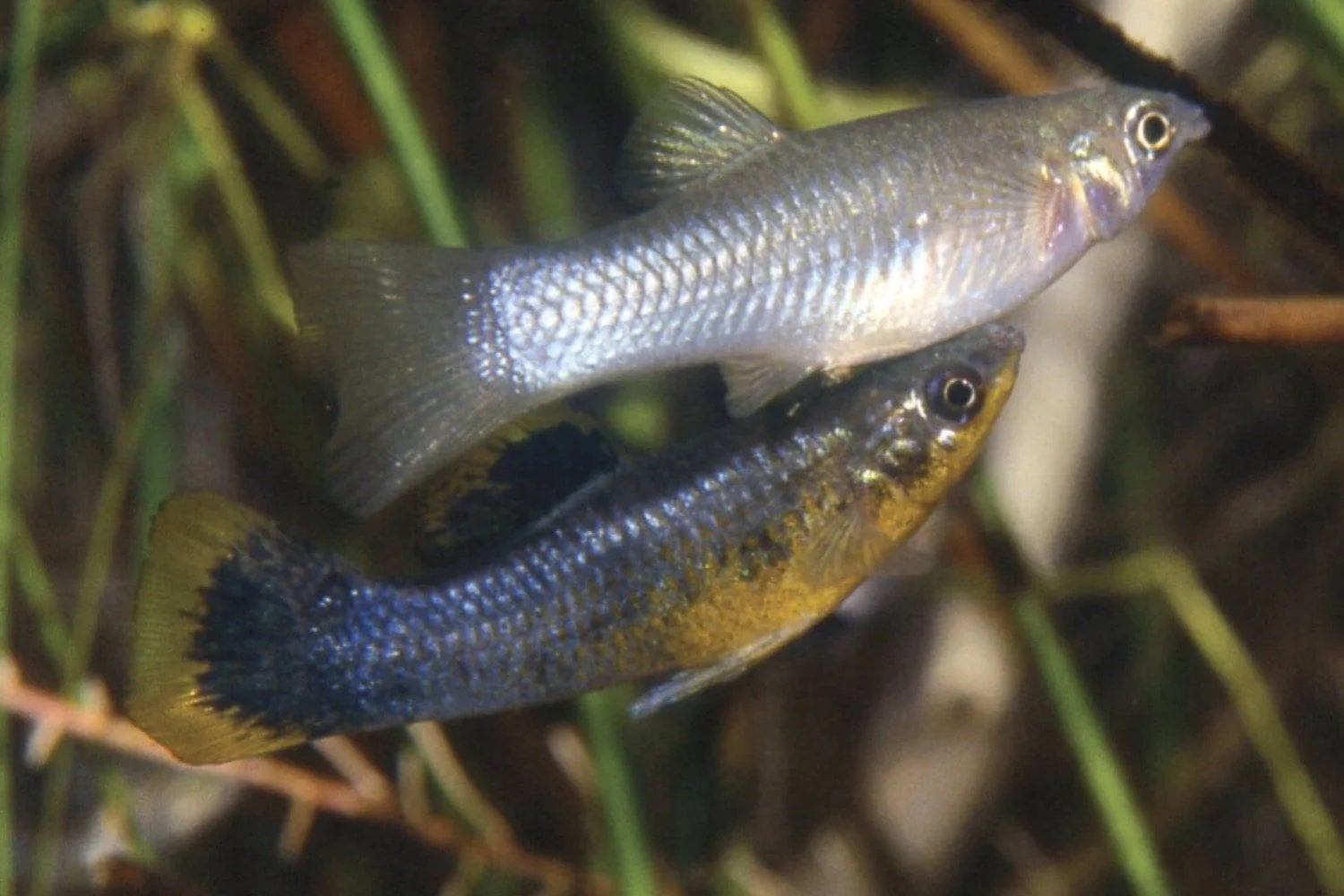 Los peces nunca desarrollaron pelo porque la evolución descubrió que eliminarlo era mucho más eficiente para sobrevivir bajo el agua. Su piel terminó convirtiéndose en una de las adaptaciones más sofisticadas del reino animal