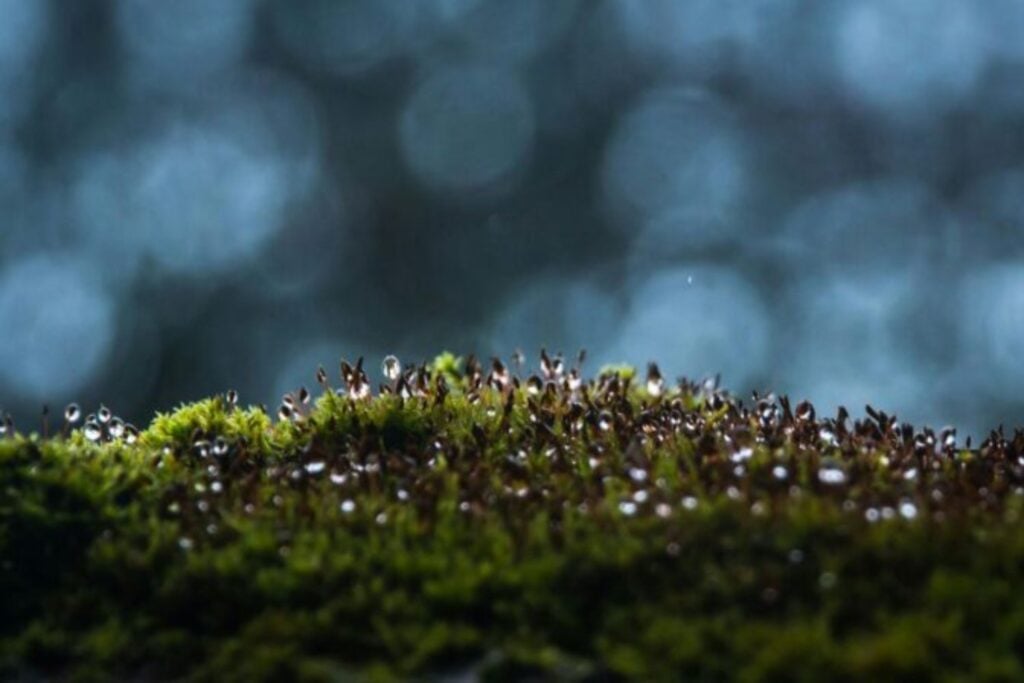 La vida compleja de la Tierra no surgió flotando libremente en océanos llenos de oxígeno. Un nuevo estudio revela que sobrevivió atrapada durante millones de años en pequeños refugios submarinos casi inhabitables