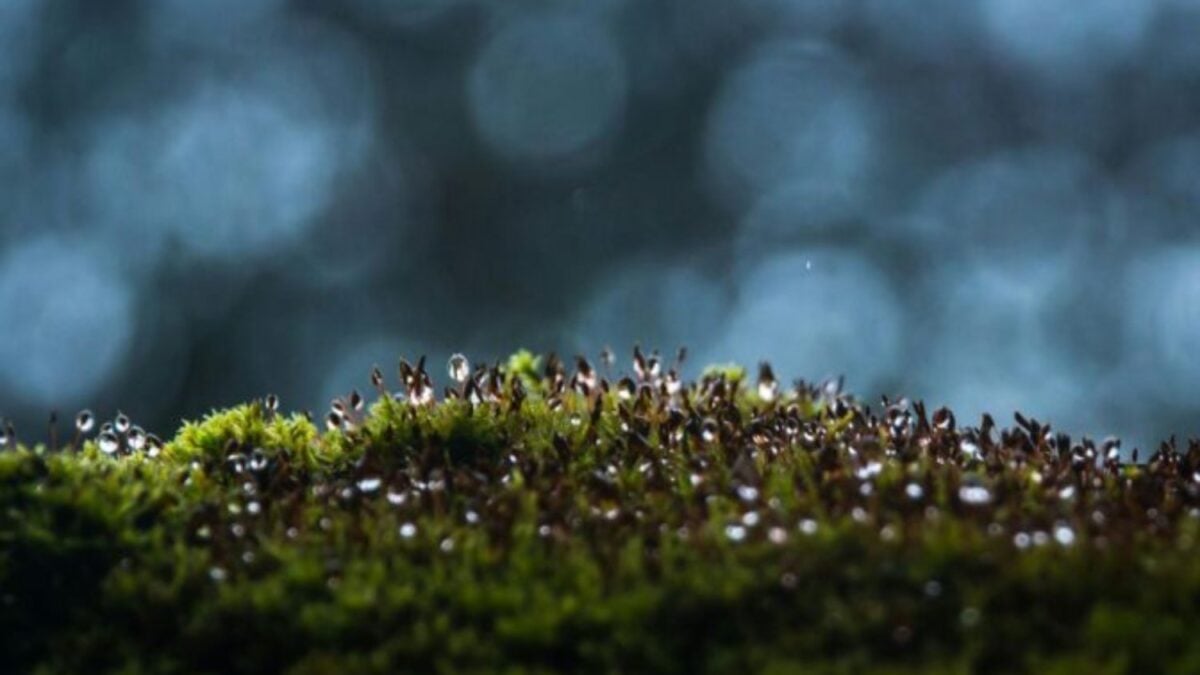 New Discovery Rethinks the Origin of Complex Life on Earth