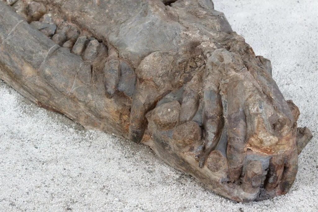 Científicos encuentran en pleno Sáhara los restos de un gigantesco cocodrilo marino que vivió hace más de 100 millones de años. El fósil obliga a replantear la desaparición de todo un grupo de depredadores del Jurásico