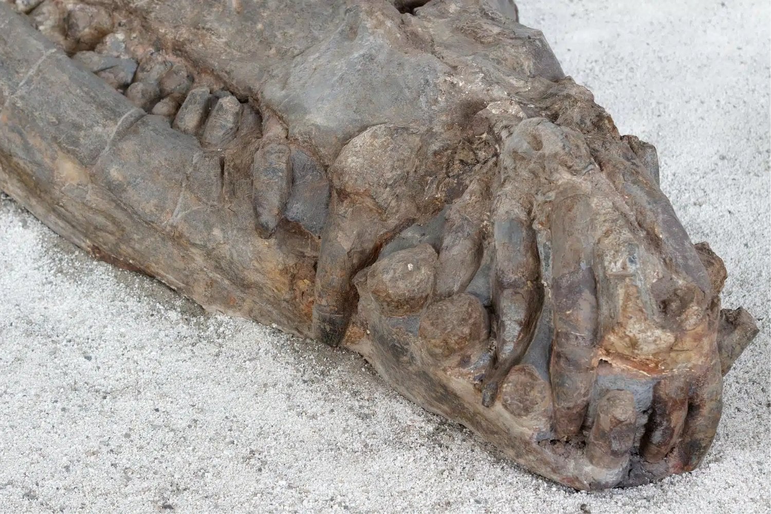 Científicos encuentran en pleno Sáhara los restos de un gigantesco cocodrilo marino que vivió hace más de 100 millones de años. El fósil obliga a replantear la desaparición de todo un grupo de depredadores del Jurásico