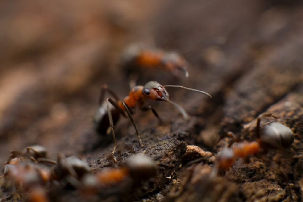 Un nuevo estudio global acaba de descubrir que las hormigas podrían estar alterando el ciclo del carbono de la Tierra a una escala mucho mayor de lo imaginado. Sus nidos almacenan más carbono, pero también liberan enormes cantidades de CO₂