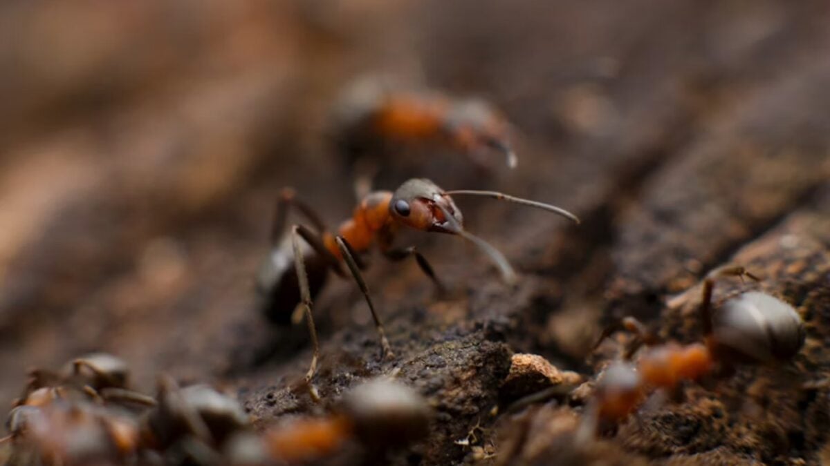 Un nuevo estudio global acaba de descubrir que las hormigas podrían estar alterando el ciclo del carbono de la Tierra a una escala mucho mayor de lo imaginado. Sus nidos almacenan más carbono, pero también liberan enormes cantidades de CO₂