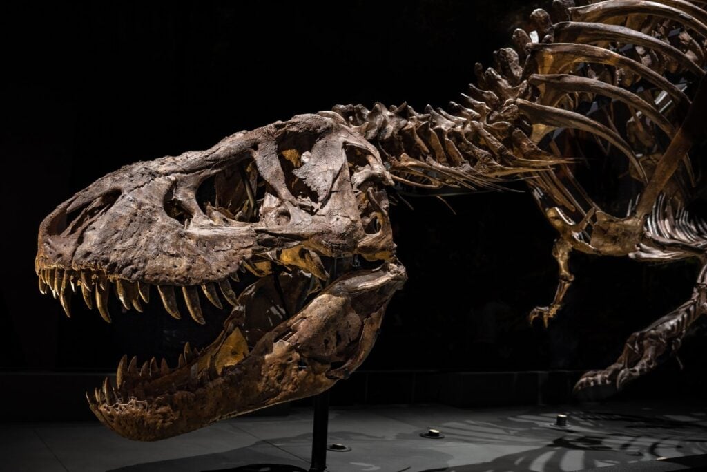 T Rex Gus Subasta
